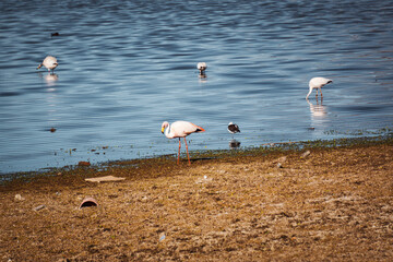 flamingos in a laguna in the desert in Peru