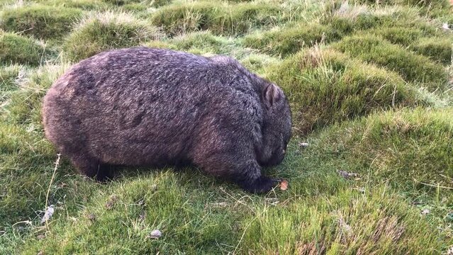 Wombat looks for food, Tasmania, Australia