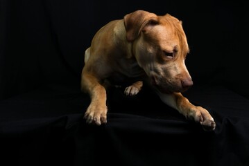Closeup shot of a  brown pit bull dog with a black cloth background