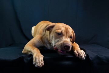 Closeup shot of a brown pit bull dog with a black cloth background