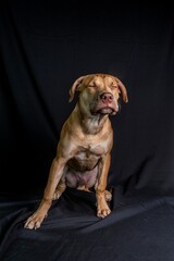 Vertical closeup shot of a brown pit bull dog with a black cloth background