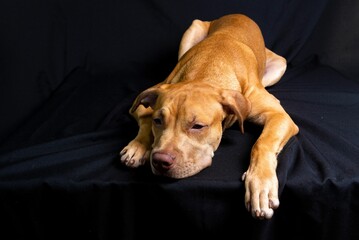 Closeup shot of a brown pit bull dog with a black cloth background