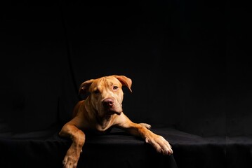 Closeup shot of a brown pit bull dog with a black cloth background