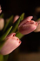 Pink tulips