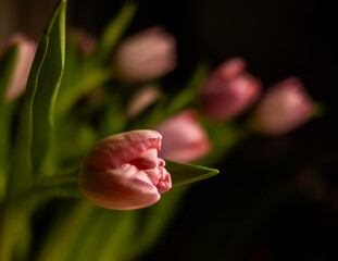 Pink tulips