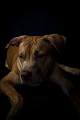 Vertical shot of a brown puppy isolated on the black background