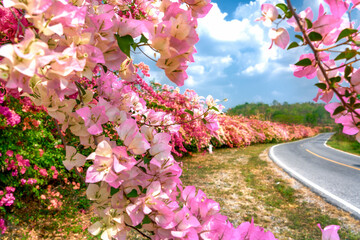 Multicolor of bougainvillea along a roadside. Beautiful and colorful bougainvillea grows along a...
