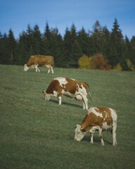 Fototapeta na wymiar Aerial view of cows grazing in greenery field in background of dense trees
