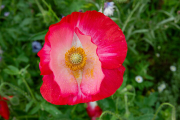 Wild Red Poppy Flower