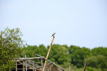 king fisher bird perched on bamboo