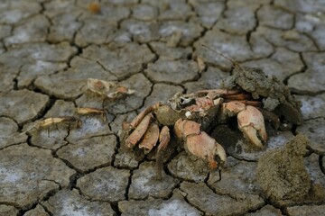 Crabs that died due to drought