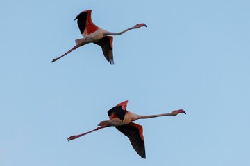 Low angle shot of two flamingos flying in the sky