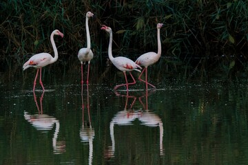 Closeup of a group of flamingos standing in a tranquil lake on a sunny day
