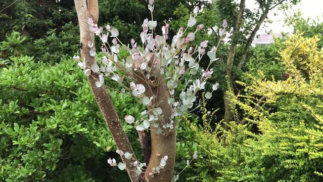 Eucalyptus Gunnii growing back after being pollarded