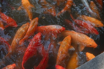 Closeup shot of bright orange and red Koi fish swimming in a small pond