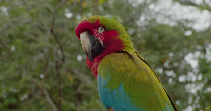 Closeup of a beautiful colorful parrot perched in nature during daytime
