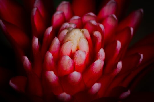 Closeup of red Bromelia flower