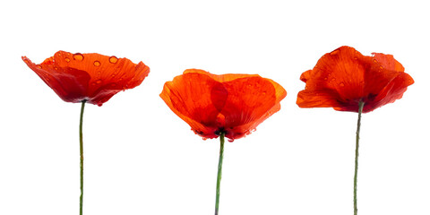 Three red poppies with dew drops isolated on transparent background, png file