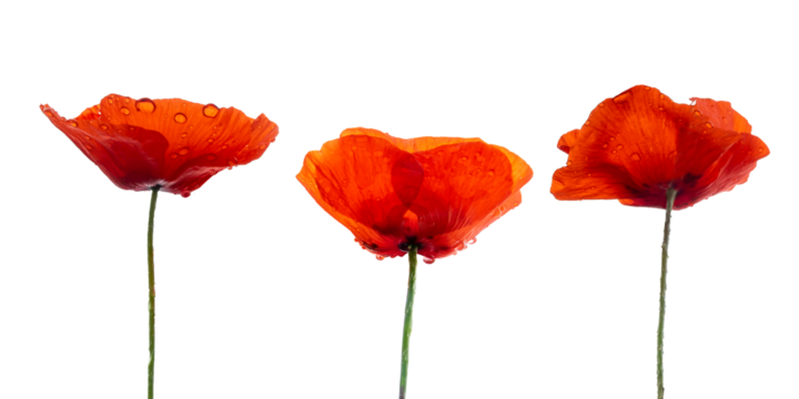 Three red poppies with dew drops isolated on transparent background, png file