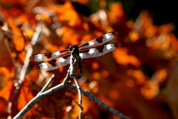 Closeup shot of a beautiful dragonfly (Odonata) with black and white dots