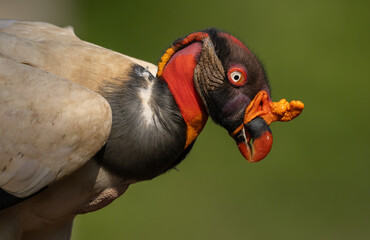 King vulture in the rainforest of Costa Rica 