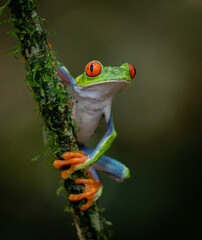 Red-eyed tree frog in Costa Rica  - obrazy, fototapety, plakaty