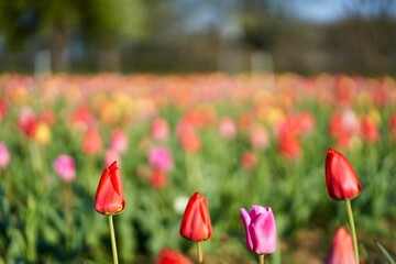 Obraz premium Close-up shot of a tulip field in the daytime