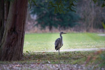 Closeup of a grey heron in a park