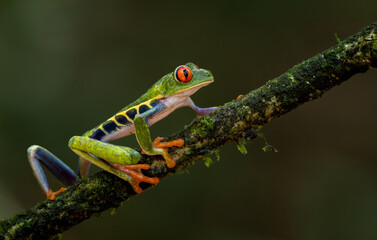 Red-eyed tree frog in the rainforest of Costa Rica  - obrazy, fototapety, plakaty
