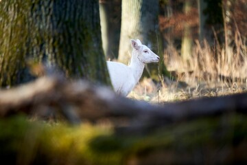 Closeup shot of a white deer in the forest