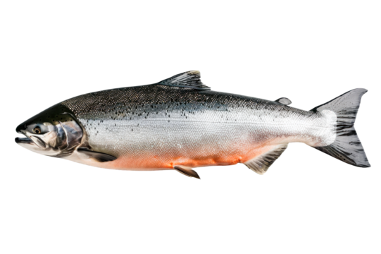 Top view of a salmon fish isolated on a cutout transparent background