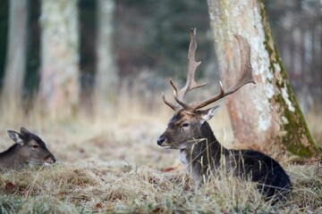 Closeup shot of a European fallow deer and its calf sitting and resting before a tree