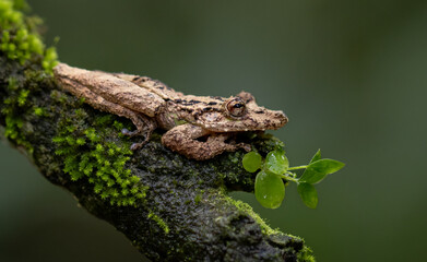 A tree frog in the rainforest of Costa Rica  - obrazy, fototapety, plakaty
