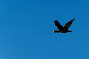 Cormorant during flight in sky