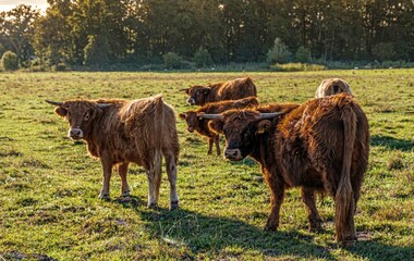 Herd of fluffy brown highland cows grazing on a rural field