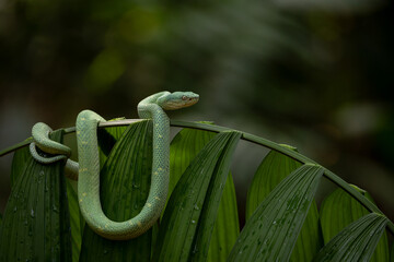 Side-striped palm-pit viper in Costa Rica 
 - obrazy, fototapety, plakaty
