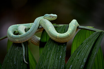 Side-striped palm-pit viper in Costa Rica 
 - obrazy, fototapety, plakaty