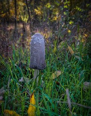 Vertical closeup shot of a deadly poisonous death cap (Amanita phalloides)