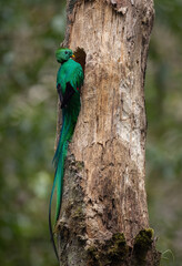 Naklejka na ściany i meble Resplendent quetzal in the rainforest of Costa Rica 