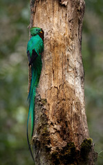 Fototapeta premium Resplendent quetzal in the rainforest of Costa Rica 