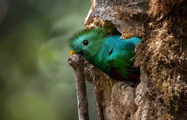 Resplendent quetzal in the rainforest of Costa Rica 