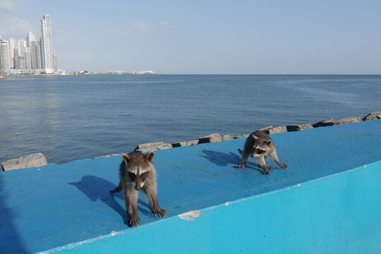 Nasenb&auml;ren an der Promenade Cinta Costera in der Stadt Panama City mit Skyline