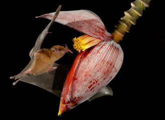 Bat feeding on a plant in the rainforest of Costa Rica - obrazy, fototapety, plakaty