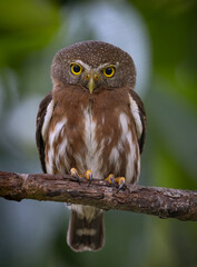 Pygmy owl in Costa Rica - obrazy, fototapety, plakaty
