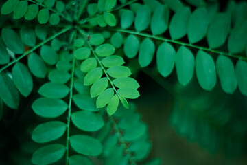 Green leaves background, nature background, green leaves background, green leaves background