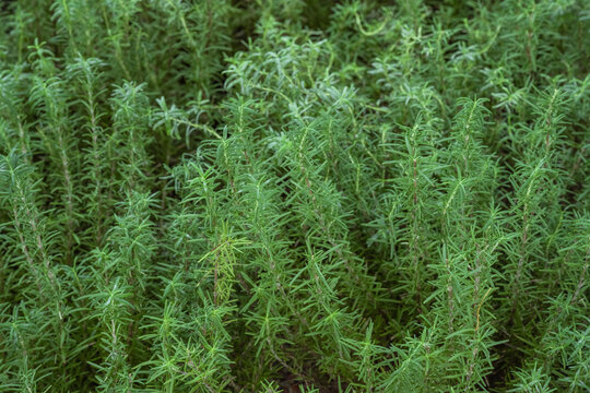 Rosemary, herbs, green leaves, green background image