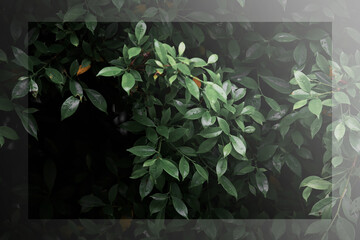 Dark green leaf backdrop, dark tone, small leaves, tropical leaves, dark green leaf wallpaper, leaf...