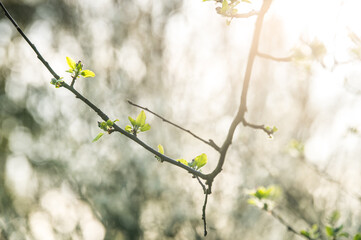 Baumblüte im Gegenlicht
