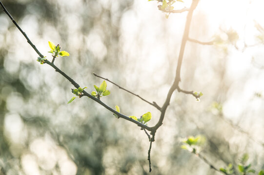 Baumbl&uuml;te im Gegenlicht
