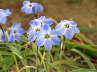 Pretty blue Ipheion uniflorum spring starflowers, variety Rolf Fiedler